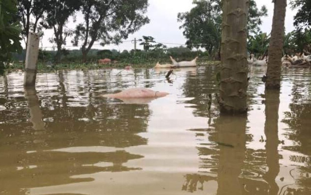 [-]Đau[-]đầu[-]t&igrave;m[-]c&aacute;ch[-]ti&ecirc;u[-]hủy[-]gần[-]6.000[-]con[-]lợn[-]chết[-]trong[-]lũ